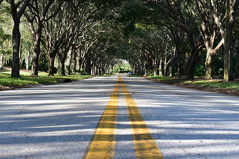 road, pavement, asphalt, path, trees, shelter, shadows, green HD wallpaper