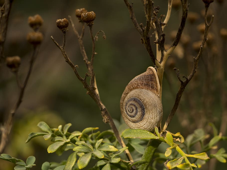 argentina, cabildo, plant, mollusk, animal shell, tree, snail HD wallpaper