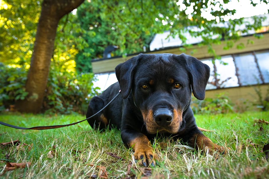 one animal, canine, dog, animal themes, pets, domestic, domestic animals HD wallpaper