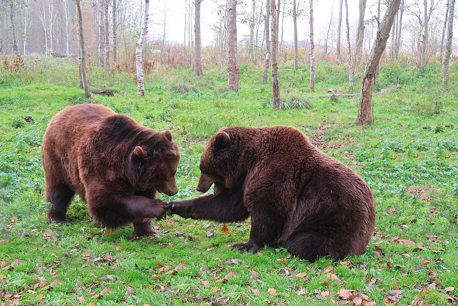 bear, bears, brown bear, zoo, predator, play, romp, group of animals HD wallpaper