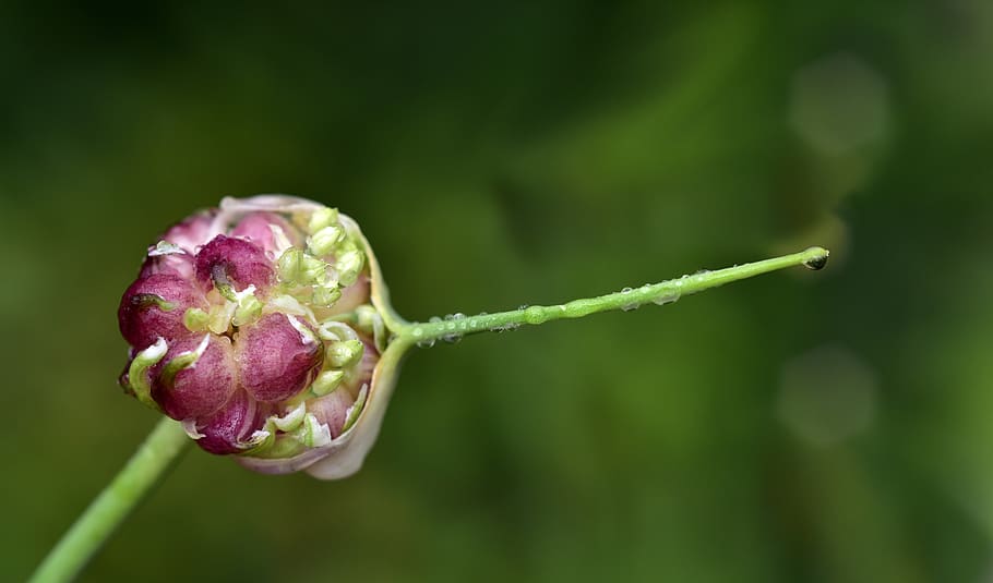 bud, wet, rain, close up, moist, drip, raindrop, zwiebelpflanze HD wallpaper