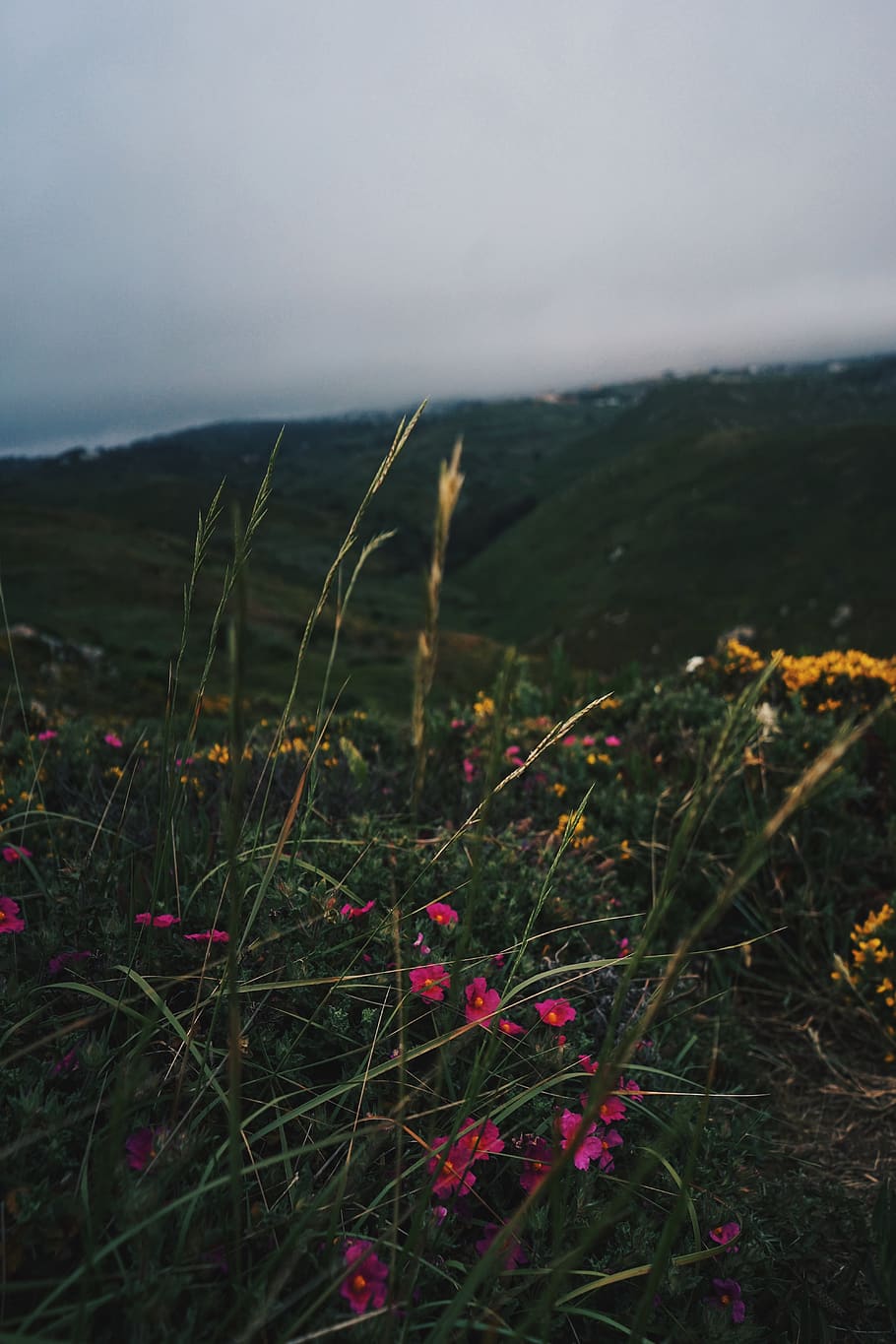 pink-petaled flowers, plant, growth, beauty in nature, sky, tranquility HD wallpaper