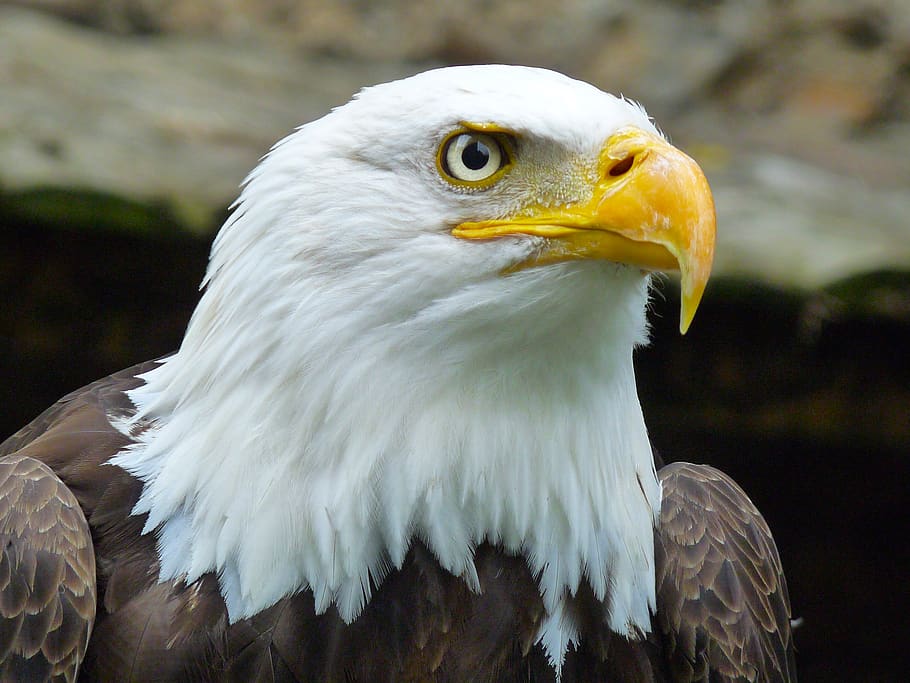 hawk, bird, animal, animal themes, animals in the wild, bird of prey HD wallpaper