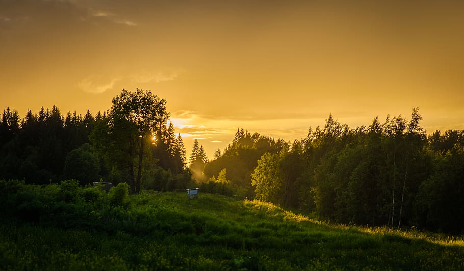 Forest During Sunset, backlit, dawn, daylight, grass, nature HD wallpaper