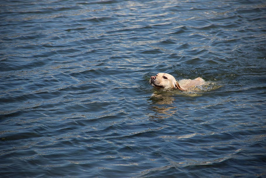 dog swimming on ocean during daytime, canine, mammal, pet, labrador retriever HD wallpaper