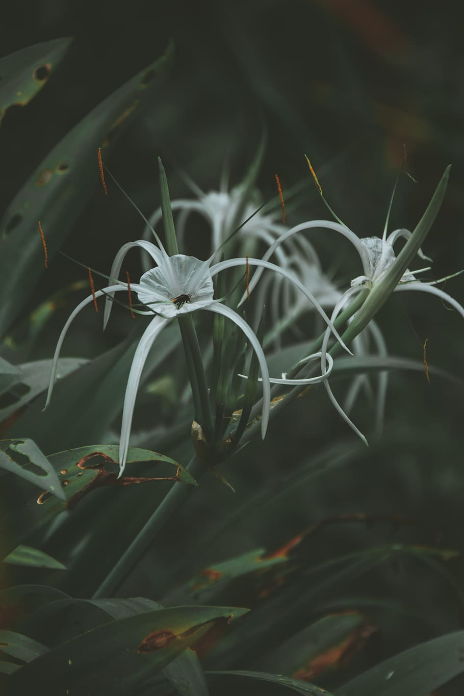 flower, green, garden, bug, white, day, macro, dark, plant HD wallpaper