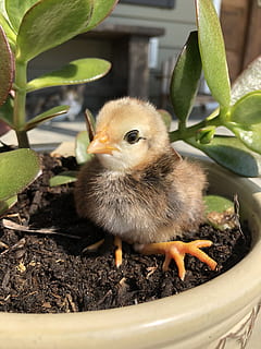 chick, chicken, easter, poultry, animal, baby animal, farm HD wallpaper