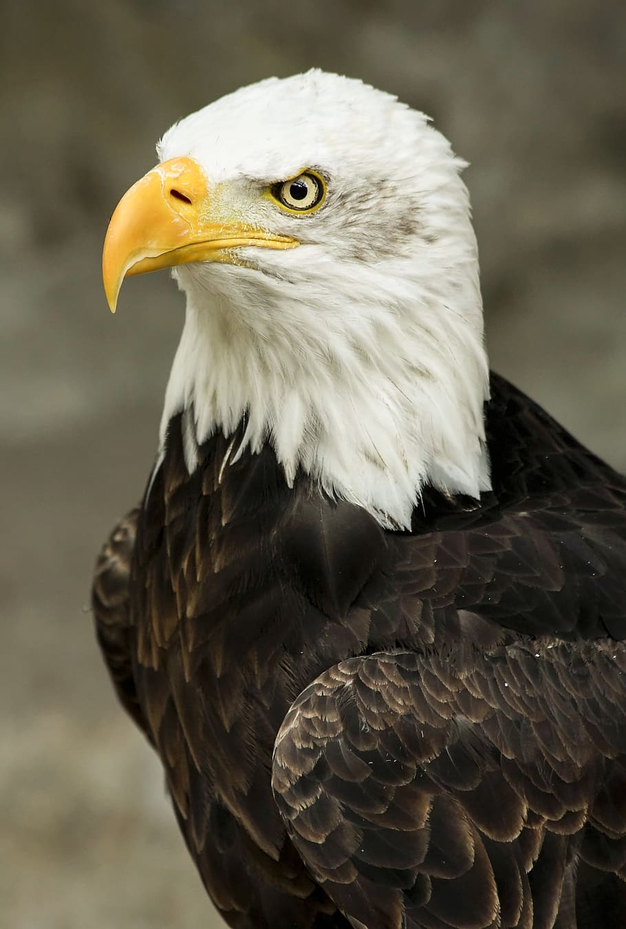 Macro Shot of White and Brown American Eagle, animal, bald eagle HD wallpaper