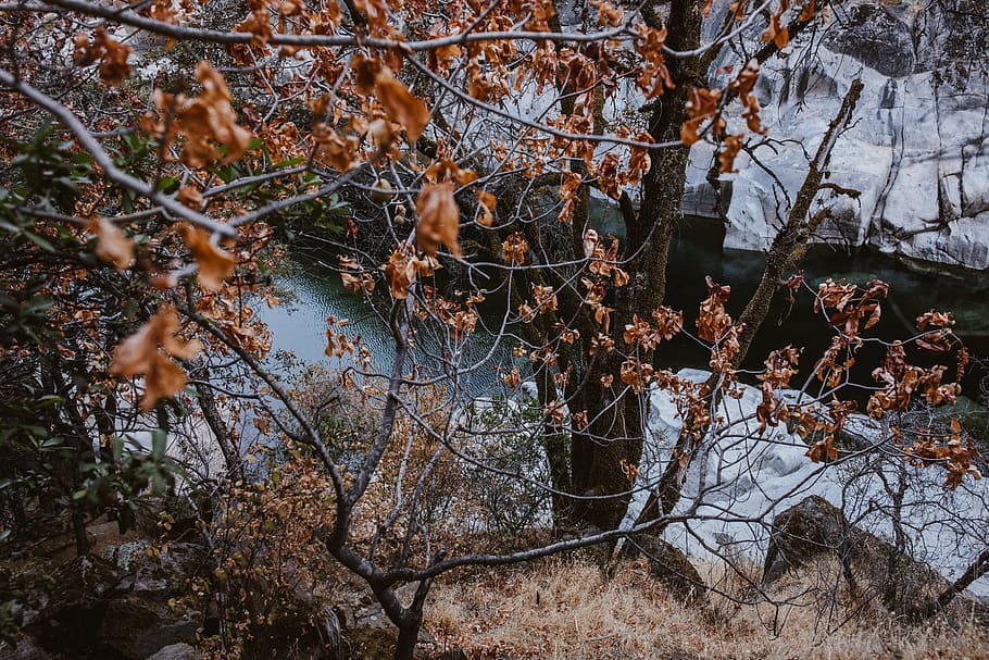 brown-leafed tree, outdoor, fall, river, plant, nature, branch HD wallpaper