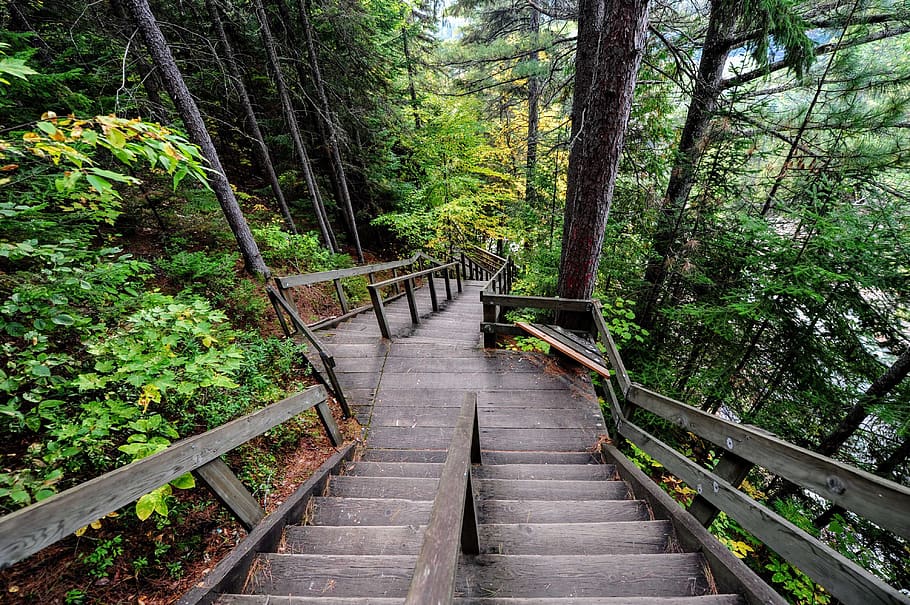 brown stair beside trees, path, forest, nature, walkway, vegetation, HD wallpaper