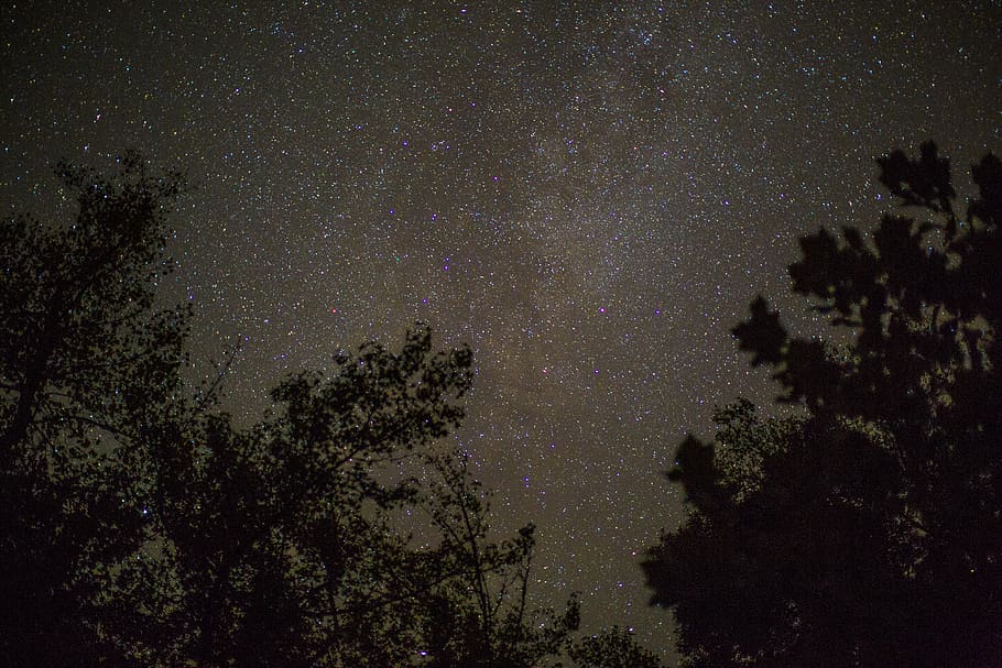 trees during nighttime, star - space, astronomy, plant, sky, low angle view HD wallpaper