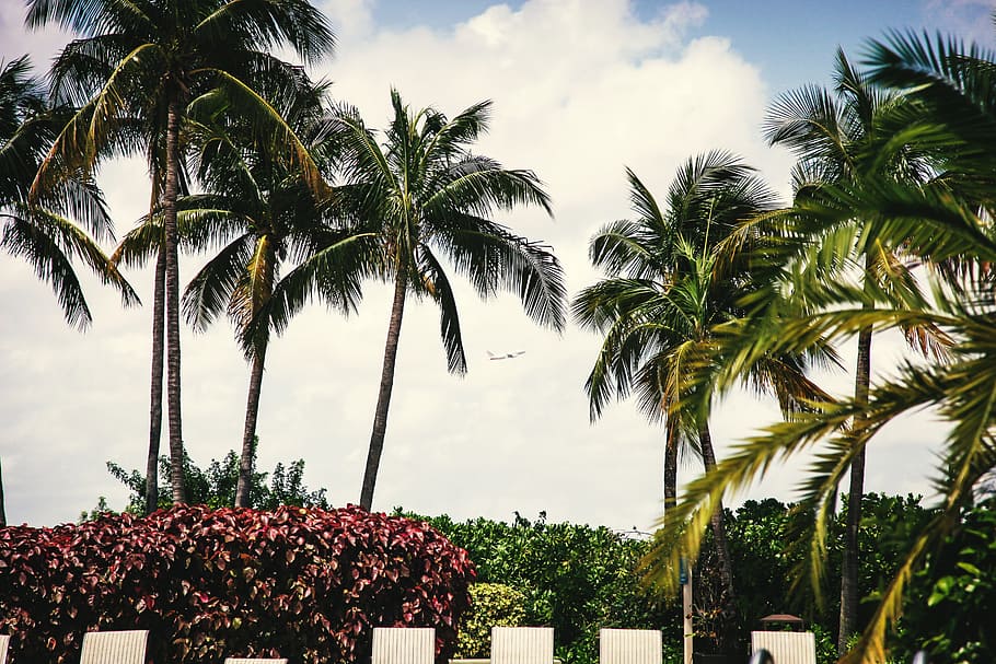 palm, tree, nature, plane, sky, cloud, cloudy, journey, tropical climate HD wallpaper