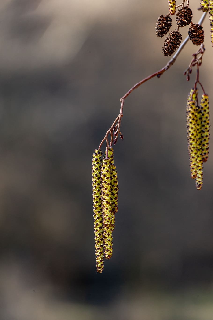 hazelnut, blossom, bloom, spring, nature, pollen, frühlingsanfang HD wallpaper