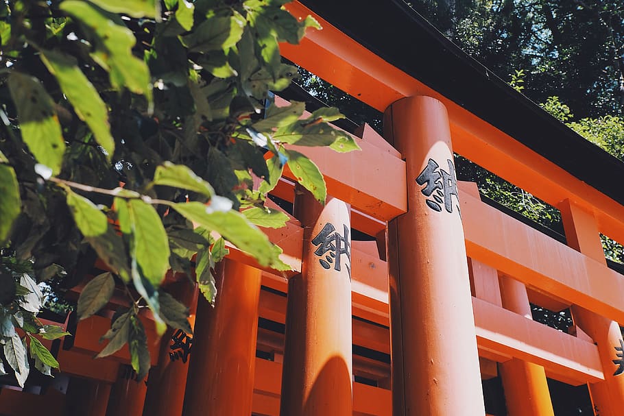 red torii gate, architecture, built structure, day, plant, no people HD wallpaper
