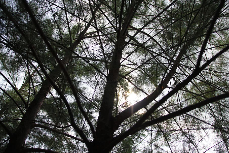 Silhouette Of Tree, branches, perspective, plant, tranquility HD wallpaper