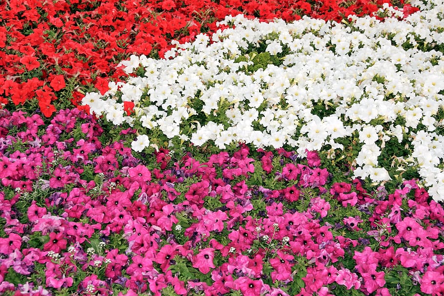 background, beautiful, red, bloom, colorful, floral, flower HD wallpaper