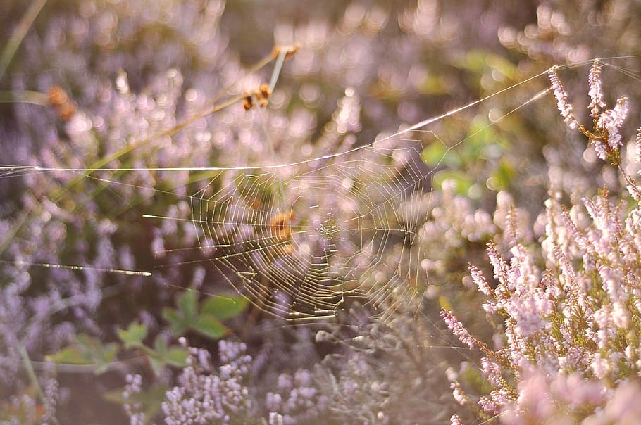 White Spider Web on Flower Field in Close-up Photography, blur HD wallpaper
