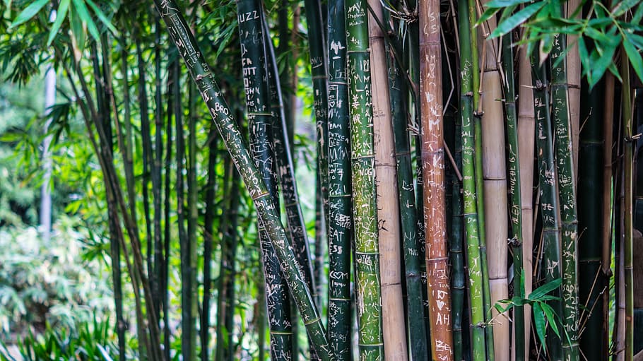 Green Leaf Bamboo Tree at Daytime, forest, macro, nature, plants HD wallpaper