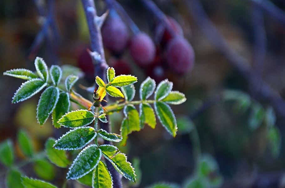 wild rose, leaf, engine, rose drive, wild drive, ripe, frost HD wallpaper