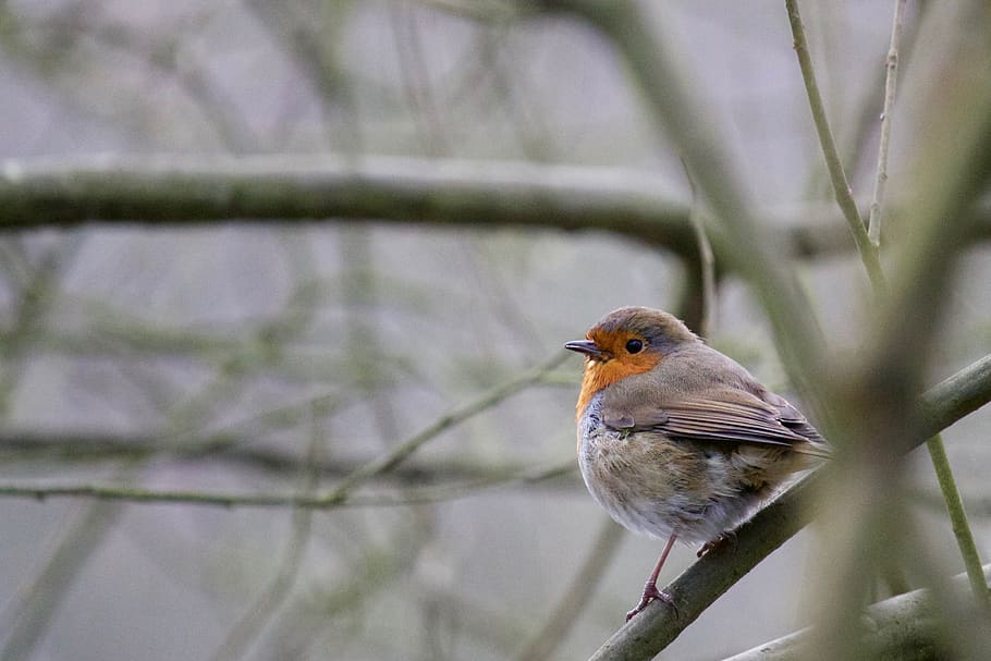 bird, tree, robin, winter, vertebrate, animal, animal themes HD wallpaper