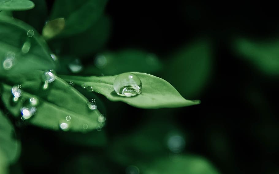 Macro Photography of Droplets on Leaves, blur, bokeh, close-up HD wallpaper