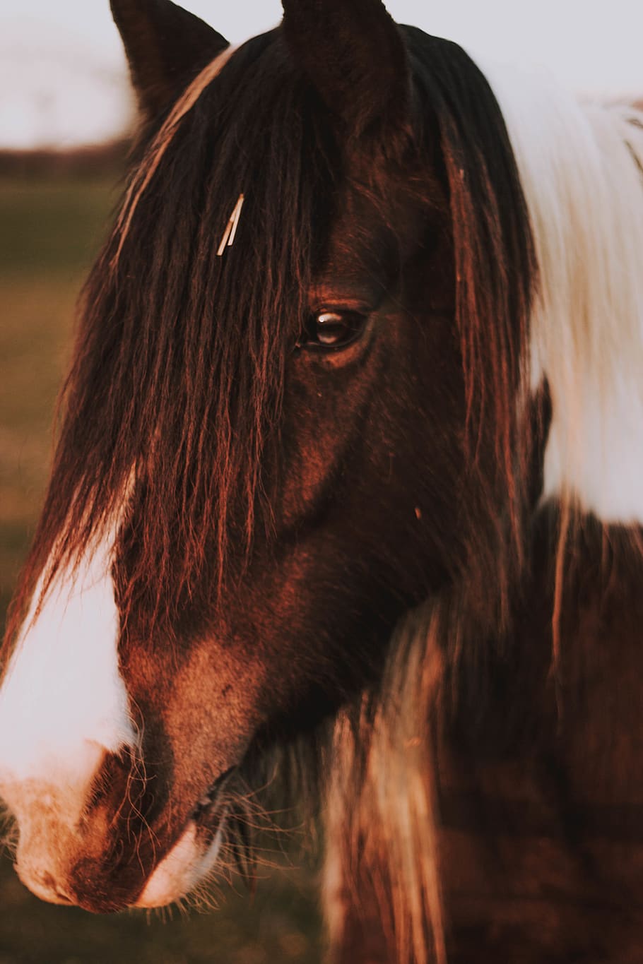 horse, animal, mammal, colt horse, stallion, wildlife, sunset, HD wallpaper