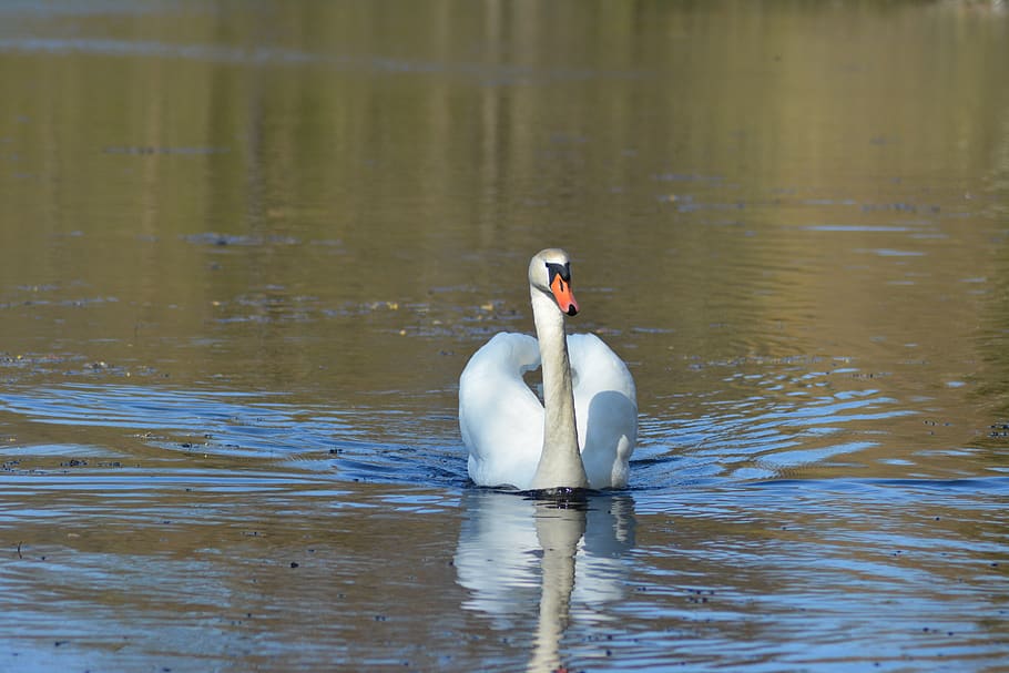 swan, spring, lake, natural, white, wildlife, waterfowl, swim HD wallpaper
