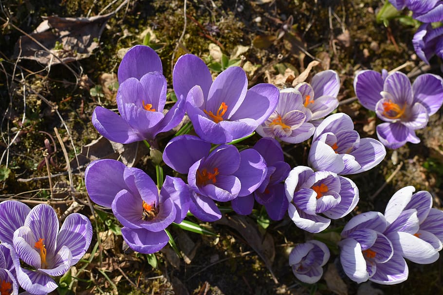 krokus, crocus, violet, flower, flowers, spring, flowering plant HD wallpaper