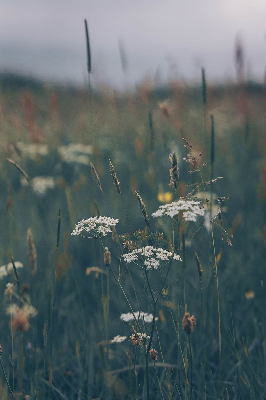 flora, flower, grass, plant, jar, pottery, potted plant, vase HD wallpaper