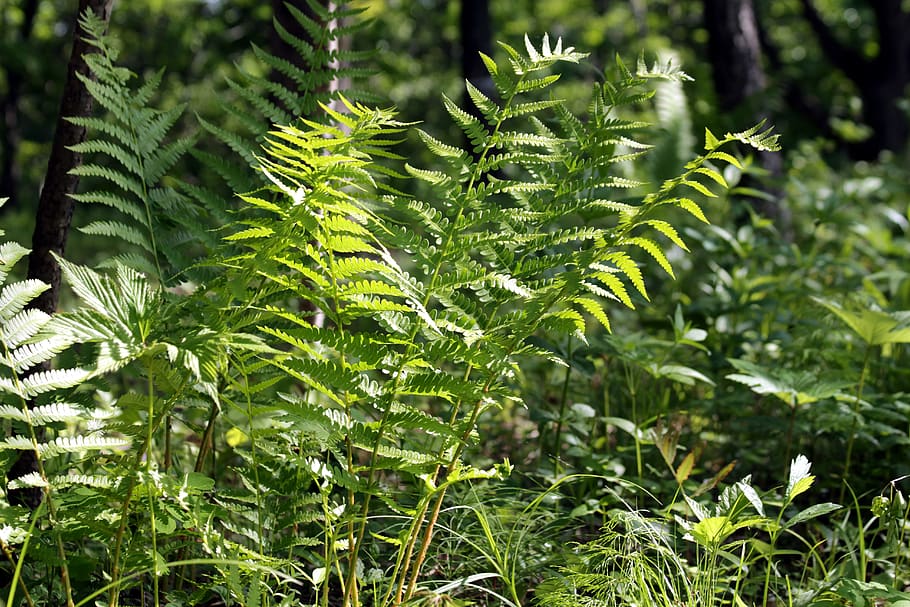 fern, grass, forest, green, summer, sun, nature, flora, botanica HD wallpaper