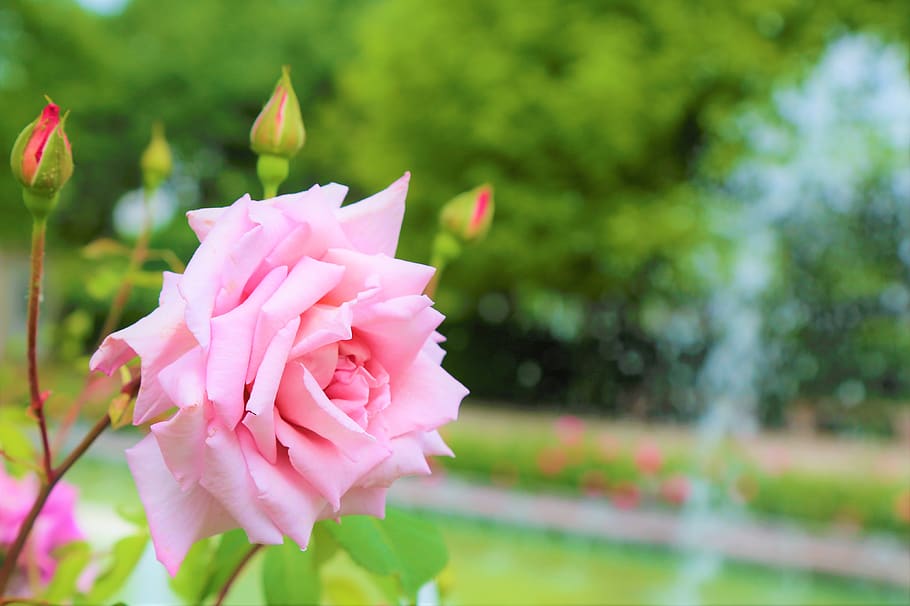 rose, spring, romantic, garden, plant, nature, love, beautiful, HD wallpaper
