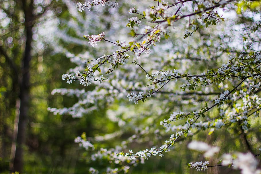 flower, tree, plant, nature, bokeh, blur, beauty in nature HD wallpaper