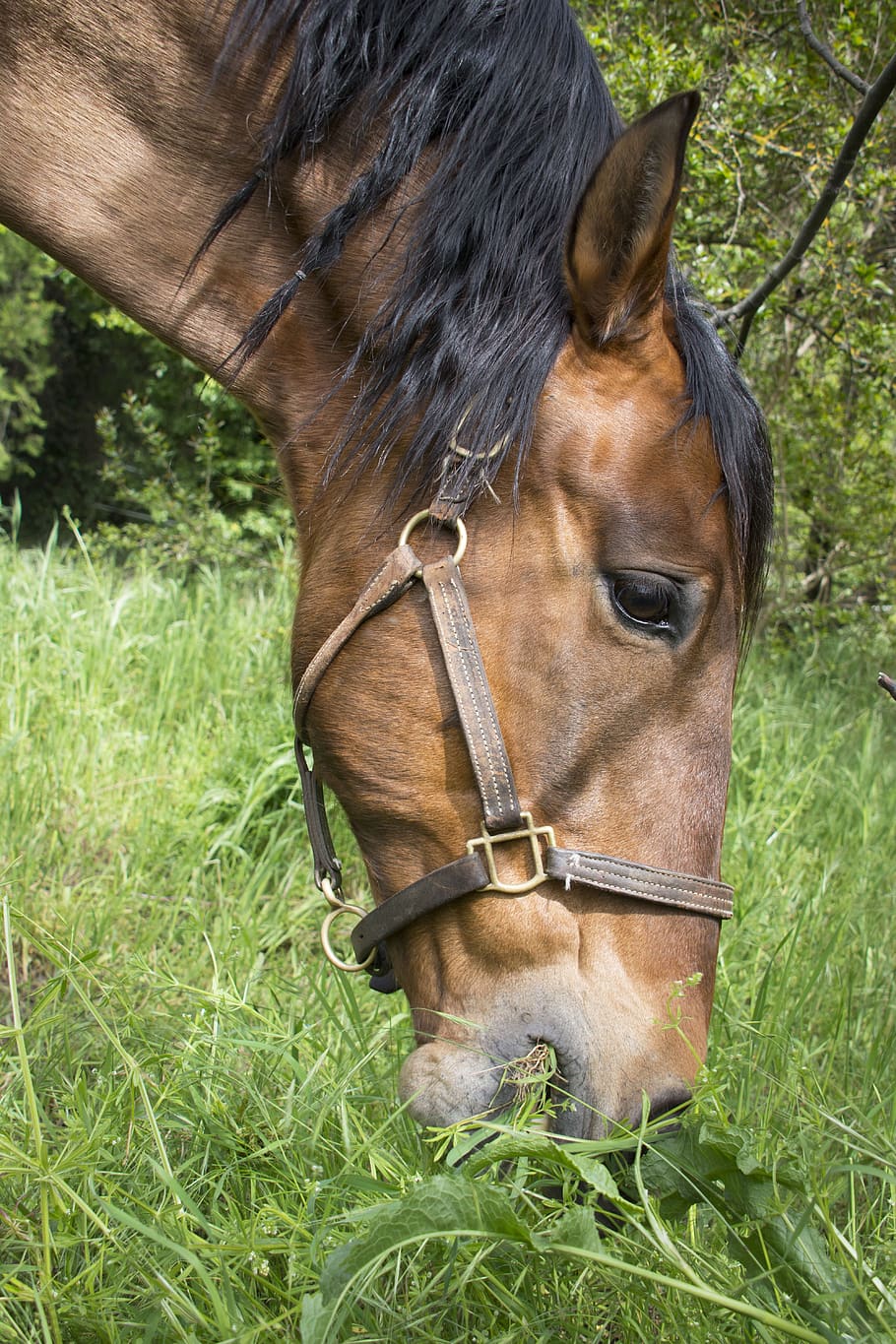 horse, brown, head, grass, pre, pasture, nature, mammal, animal themes HD wallpaper