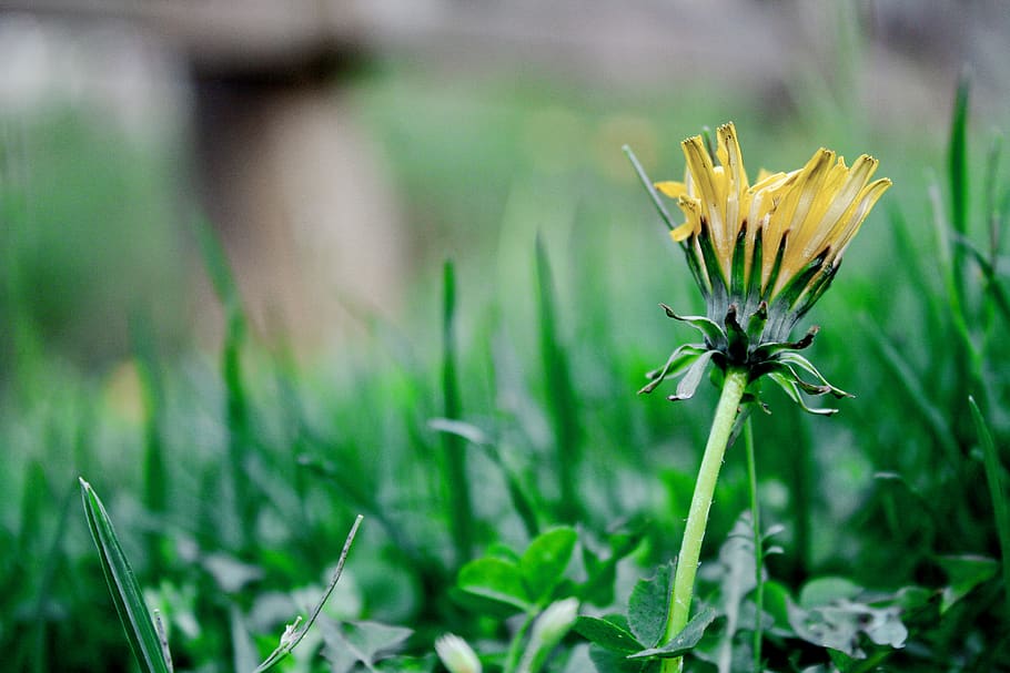 Selective Focus Photography of Yellow Daisy Flower, background HD wallpaper