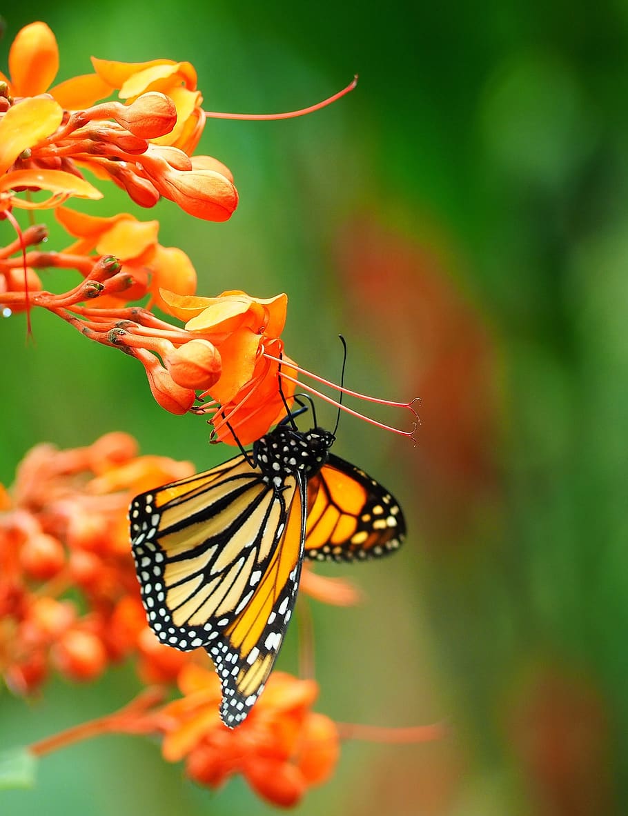 insect, butterfly, close up, macro, animal themes, animal wildlife HD wallpaper
