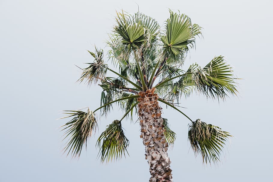 palm tree, plant, sky, tropical climate, growth, low angle view HD wallpaper
