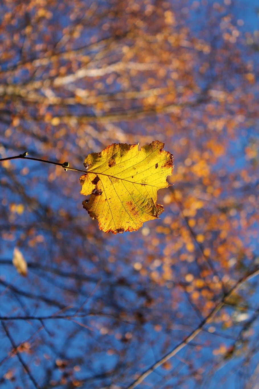 autumn, leaf, yellow, hazelnut, branch, plant, flora, close up HD wallpaper