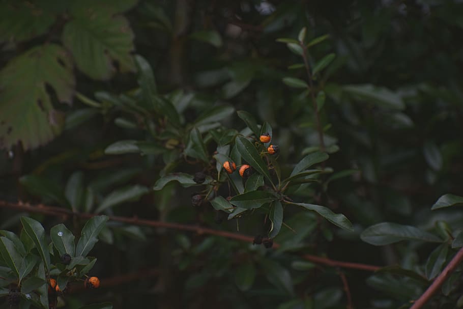 Selective Focus Photography of Green Tree, berries, branches HD wallpaper