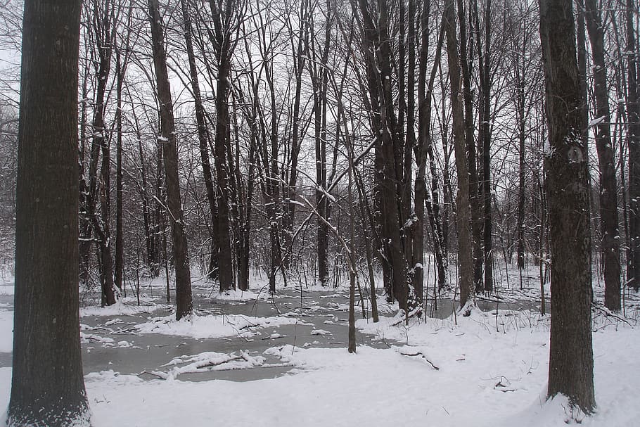 winter, landscape, snow, cold, trees, cold temperature, plant HD wallpaper