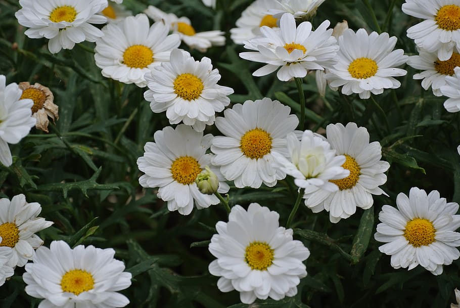 nature, summer, spring, flower, floral, background, garden HD wallpaper