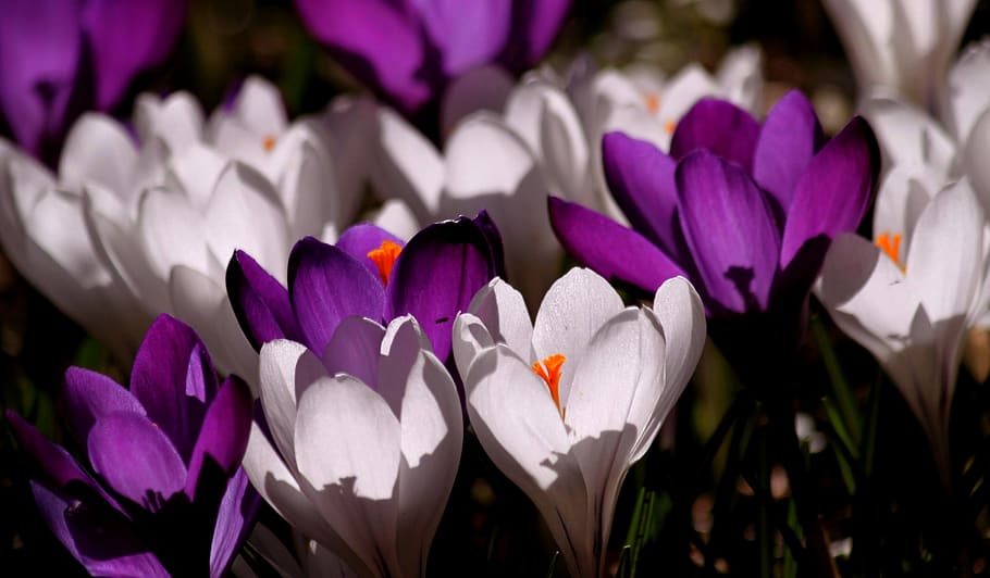 White Purple Crocus Flower during Daytime, bloom, blooming, blossom HD wallpaper