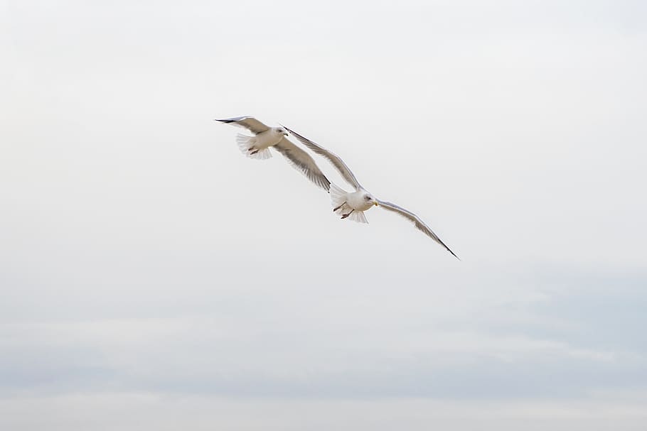 seagull, birds, flying, pair, together, love, family, wildlife HD wallpaper