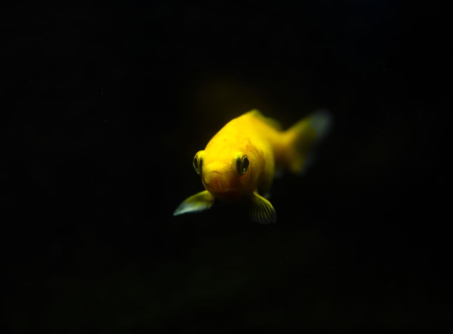 yellow fish, animal, water, aquatic, goldfish, amphiprion, sea life HD wallpaper