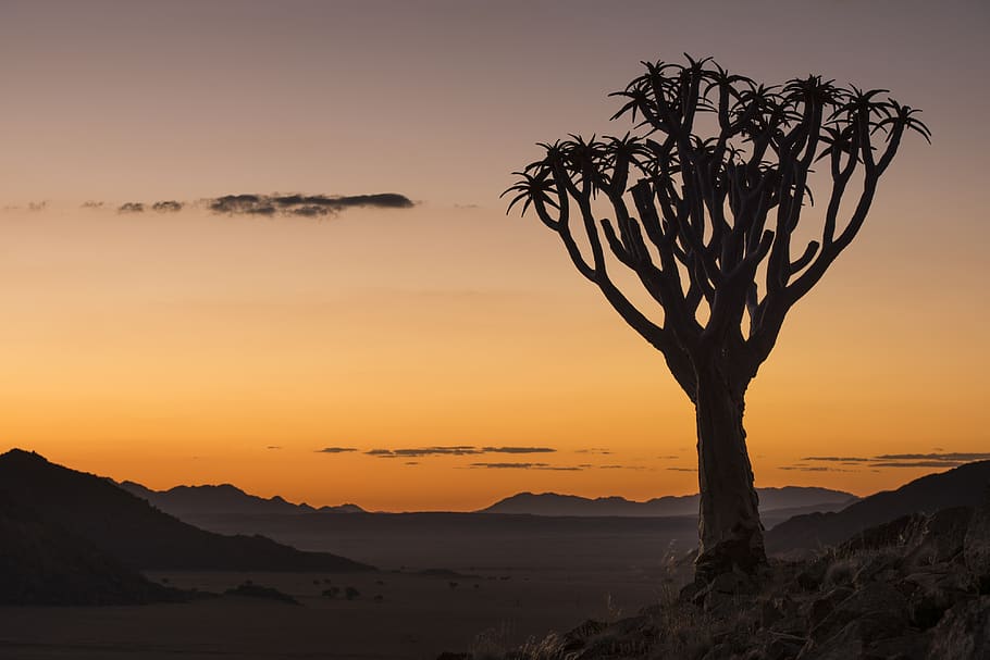sunset, quiver tree, namibia, africa, nature, landscape, mood HD wallpaper