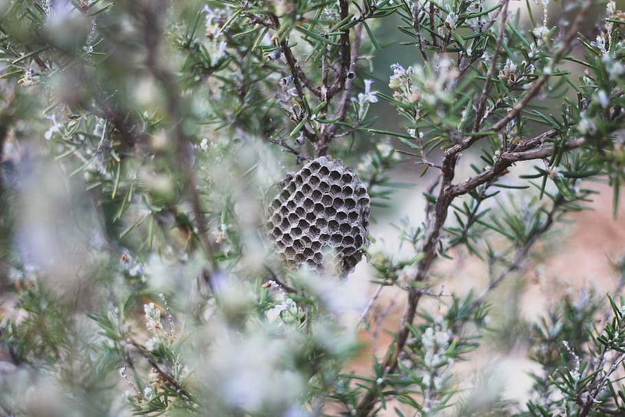 Shallow Focus of Brown Bee Hive on a Tree, beehive, blur, branch HD wallpaper