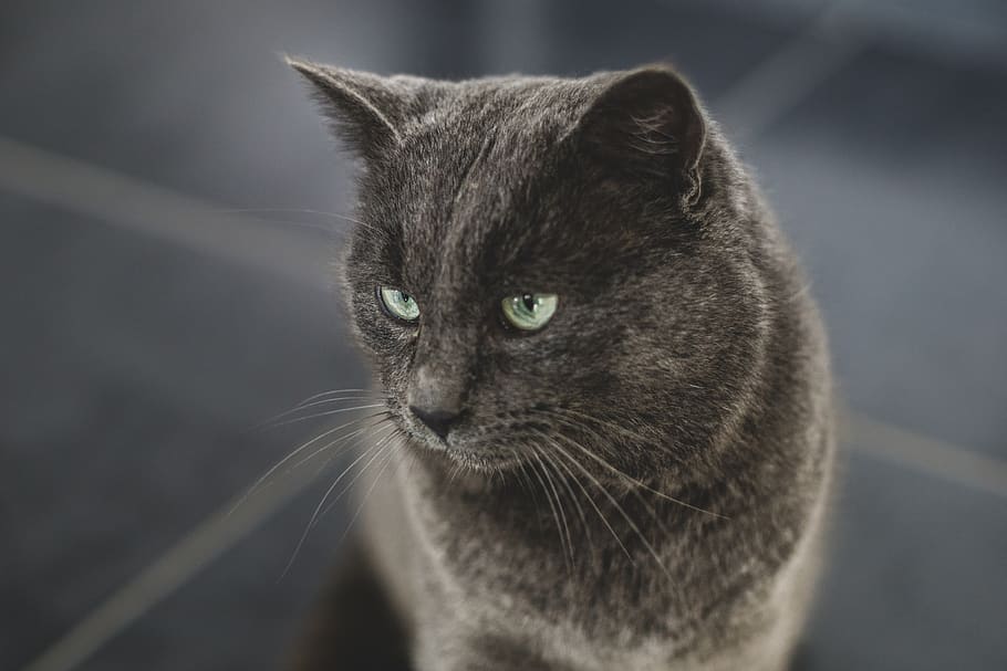 gray cat, animal themes, one animal, domestic, pets, domestic cat HD wallpaper