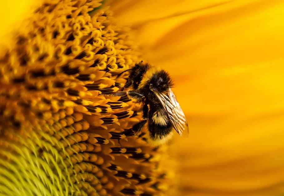 sunflower, hummel, sprinkle, close up, pollen, nature, yellow HD wallpaper