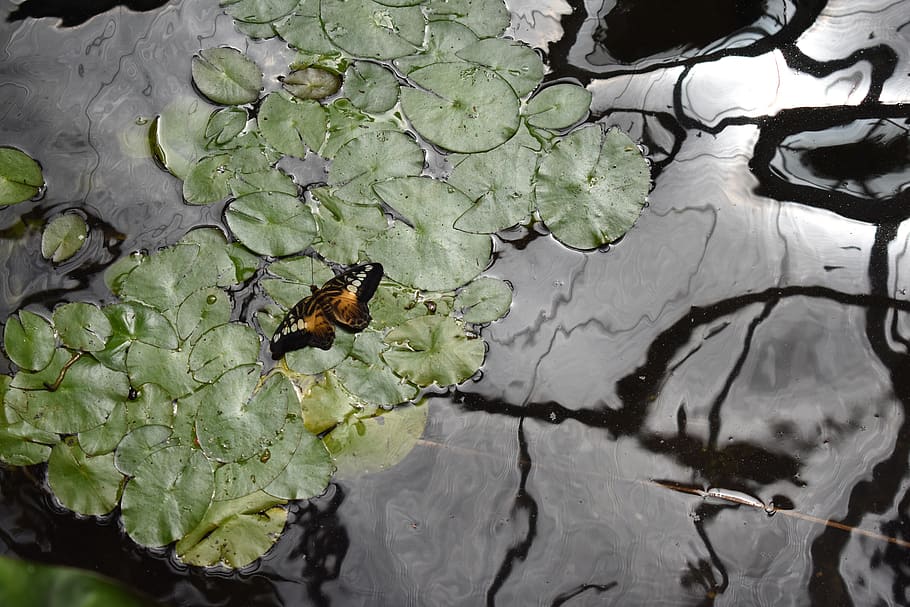 butterfly, pond, insect, reflection, lily pad, water, animal wildlife HD wallpaper