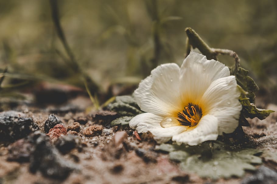 #flower, #water, #drop, #green, beauty in nature, flowering plant HD wallpaper