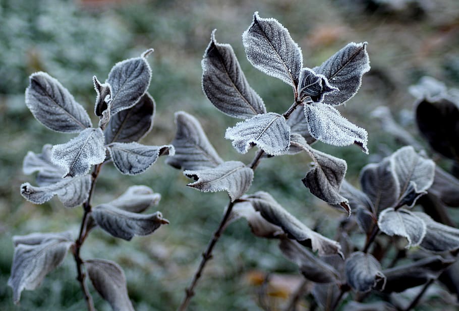 frost, ground frost, foliage, winter, cold, frozen, frosty